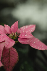 Obraz premium Calming pink poinsettia with gentle raindrops with copy space