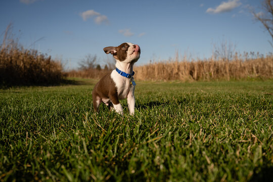 Male puppy licking nose with pink tongue for dog treats