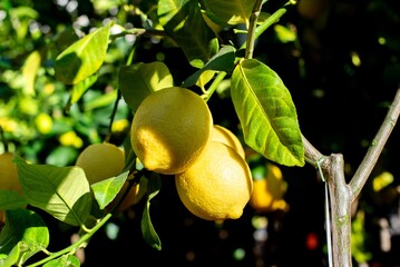 A branch of lemmon tree with fruits