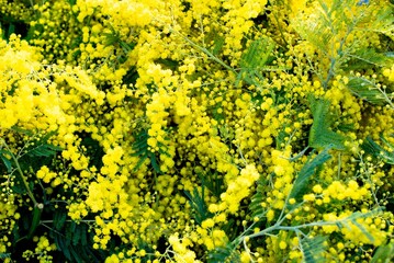 Mimosa branches with yellow flowers