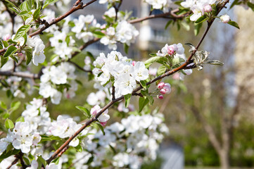 Fototapeta premium Blooming branch of a apple tree. Flowering apple tree. Soft focus image of blooms tree in spring time