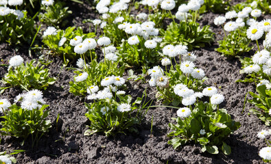 Bellis perennis flowers in open ground. Lush blooming  common garden bellis in city park. Family name Asteraceae, Scientific name Bellis © supersomik