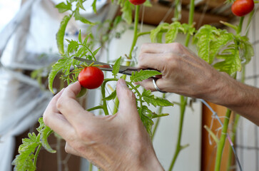Men's hands harvests cuts the tomato plant with scissors. Farmer man gardening in home greenhouse