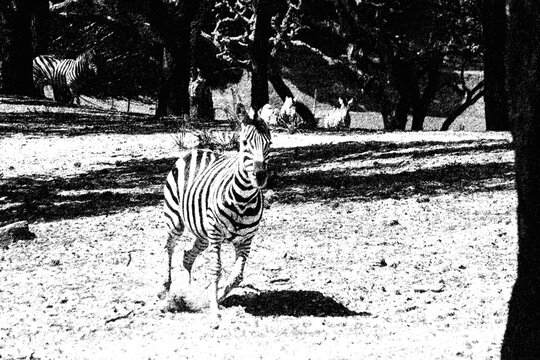 Zebra a correr