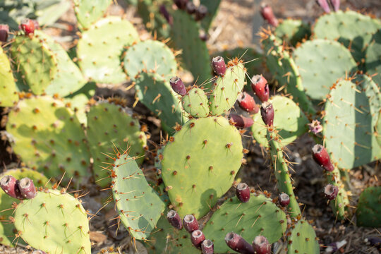 A view of a coastal prickly pear cactus.