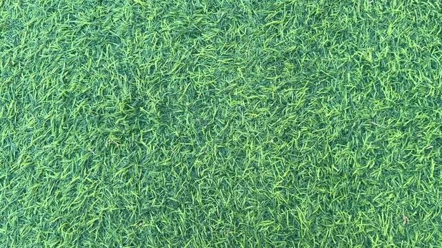 Video of green grass texture with dense fresh lawn pattern background