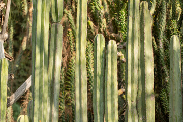 A view of the Mexican fence post cactus. © DAVID