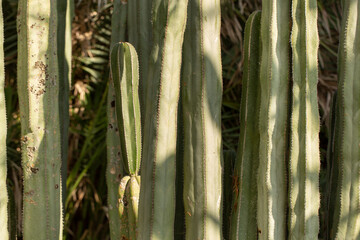 Fototapeta premium A view of the Mexican Fence Post cactus.