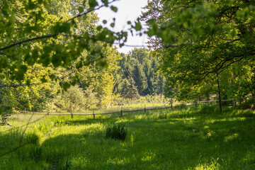 Obraz premium Lush green pasture framed by trees, soft shadows and glowing foliage creating depth and serene natural landscape atmosphere.