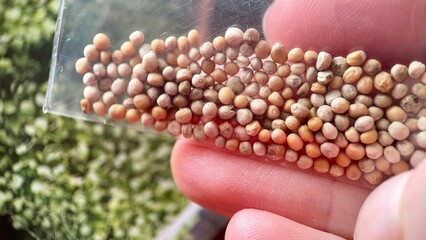 Close up of a hand holding a small plastic bag of yellow mustard seeds