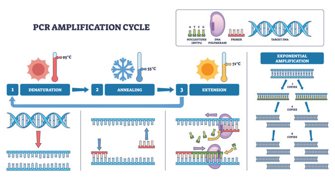 PCR amplification cycle summary of denaturation, annealing, and extension stages, DNA helix, primers, and polymerase show stepwise replication and exponential copies. Outline diagram