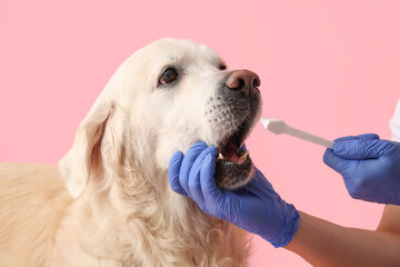 Female hands in medical gloves brushing Labrador dog teeth on pink background