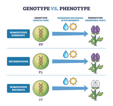 Genotype vs Phenotype brief diagram, DNA icons and arrows show how genes plus environment express flower color across dominant, heterozygous, recessive traits. Outline diagram
