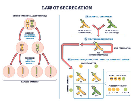 Genetic segregation law illustrates alleles separating in meiosis, chromosomes, pea plants, and a Punnett square predict F2 genotype and phenotype ratios. Outline diagram