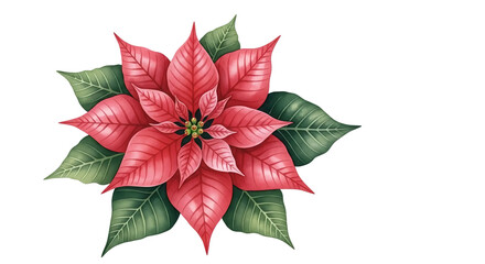 Vibrant Pink Poinsettia on Black Background