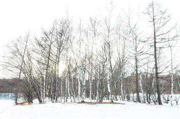 雪景色の中の木々