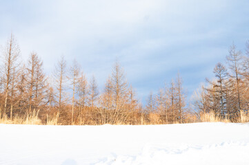 雪景色の中の木々