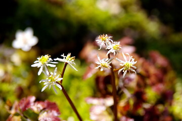 セリバオウレン