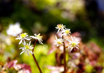 セリバオウレン