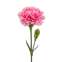 A vibrant pink carnation flower with green leaves and stem against a white background isolated on transparent background