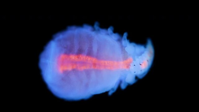 The parasitic isopod Eremitione hyndmanni under a microscope. The female and the male latched onto her. Under ultraviolet light. White Sea.