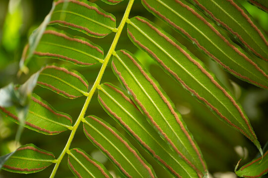 A view of the bottom surface of a leaf from the king fern plant, featuring the sorus.