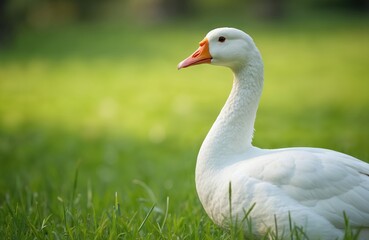 Fototapeta premium White goose stands on green grass field. Bird looks to the side, its orange beak sharp. Soft light illuminates feathers. Peaceful nature scene unfolds.