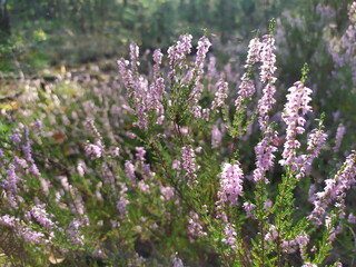 Obraz premium Blooming purple heather plants in a forest. Wild flowers in sunlight