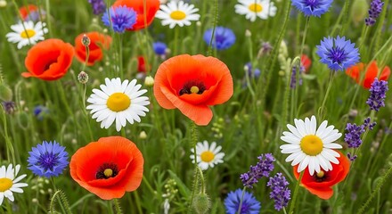 Obraz premium Vibrant Wildflowers in a Lush Green Field.