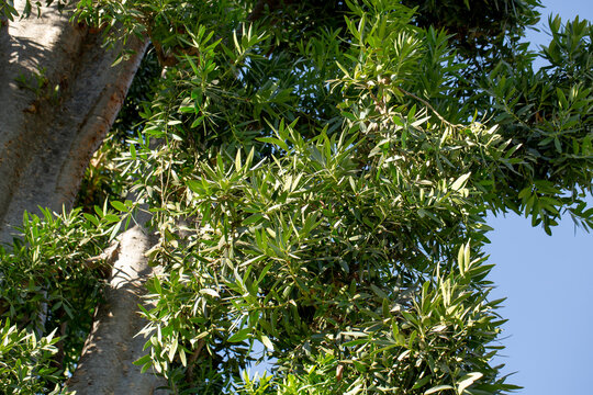 A view of the lower canopy of the Queensland kauri tree.