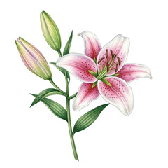 Fototapeta premium A single pink lily flower with green leaves and a bud. isolated on transparent background