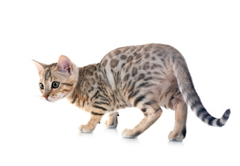 bengal kitten in studio © cynoclub