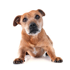 Obraz premium staffordshire bull terrier