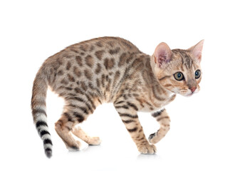 bengal kitten in studio © cynoclub