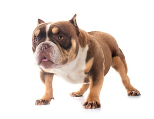 Obraz premium bully in studio