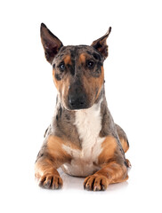 Obraz premium miniature bull terrier in studio