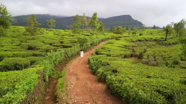 Back View Woman Running on Dirt Path in Lush Tea Fields, Scenic Highlands