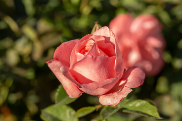 Obraz premium A view of a pink rose, glistening in the afternoon sunlight, seen in San Marino, California.