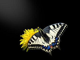 Swallowtail Butterfly Dark Moody Macro on Flower © Dan Badiu