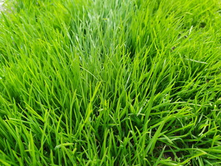 Fototapeta premium Fresh green grass blades in a meadow. Lush lawn texture background. Spring nature close-up