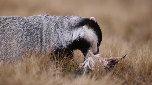 Solitary European badger (Meles meles) feeding on a duck carcass on a dry autumn grassland; natural behavior of a wild carnivore in its habitat with beige and earthy color tones wildlife take