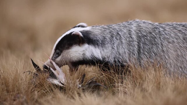 Solitary European badger (Meles meles) feeding on a duck carcass on a dry autumn grassland; natural behavior of a wild carnivore in its habitat with beige and earthy color tones wildlife take