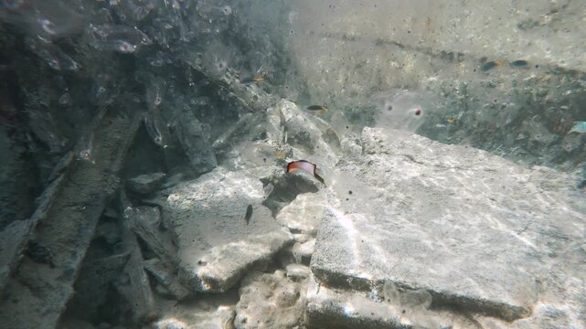A colourful flatworm sea creature flamboyantly swims through a mass of jellyfish. Underwater view