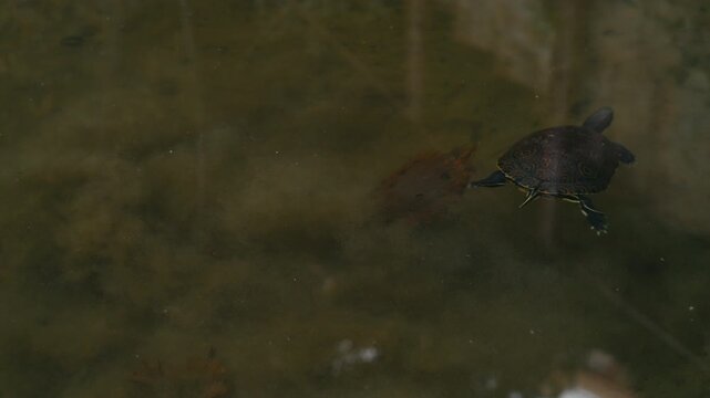 Overhead cinematic view of three turtles swimming fast through muddy freshwater, dynamic wildlife behavior captured in natural green tones.