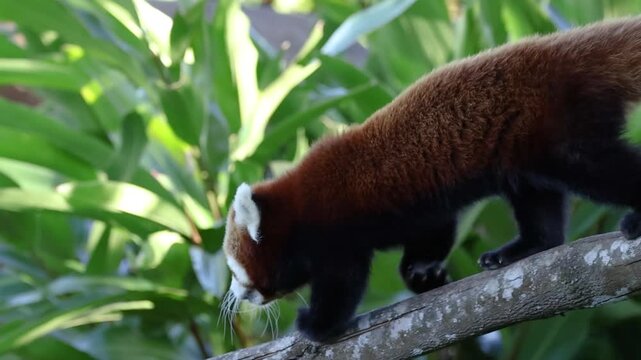 Red Panda Carefully Walking Down a Slanted Tree Branch