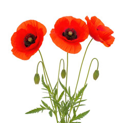 Obraz premium Three vibrant red poppies with delicate green stems and leaves against a white background isolated on transparent background