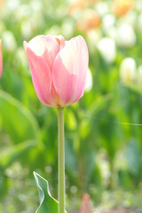 植物　花　夕方　畑　風景
