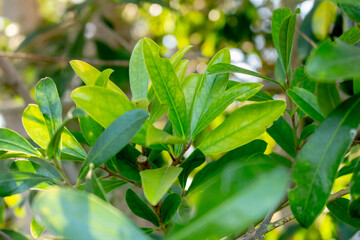 Obraz premium A view of a branch of leaves from the yerba mate tree.