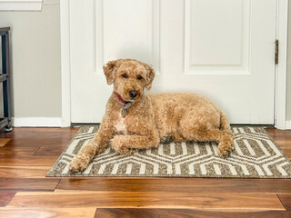 Labradoodle resting