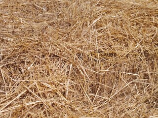 Dry straw creating a natural texture background